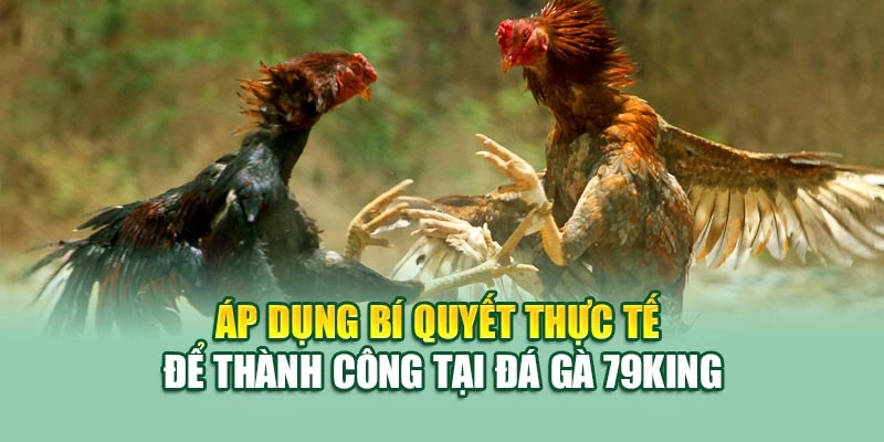 Áp dụng bí quyết thực tế để thành công tại đá gà 79KING