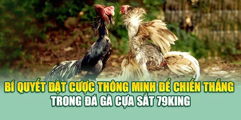 Bí quyết đặt cược thông minh để chiến thắng trong đá gà cựa sắt 79KING