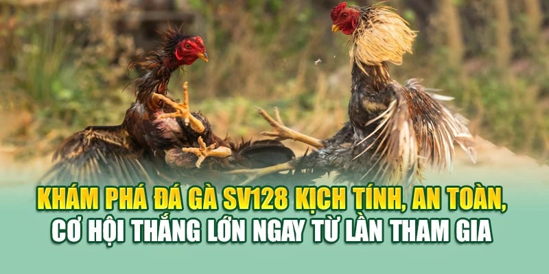 Khám phá đá gà SV128 kịch tính, an toàn, cơ hội thắng lớn ngay từ lần tham gia 