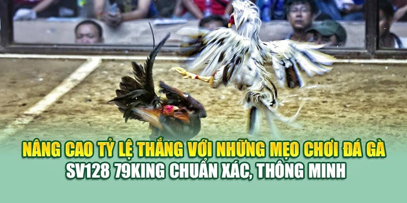 Nâng cao tỷ lệ thắng với những mẹo chơi đá gà SV128 79KING chuẩn xác, thông minh