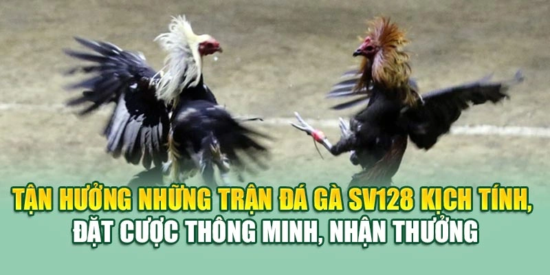 Tận hưởng những trận đá gà SV128 kịch tính, đặt cược thông minh, nhận thưởng