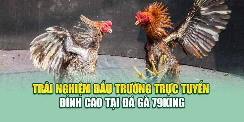 Trải nghiệm đấu trường trực tuyến đỉnh cao tại đá gà 79KING